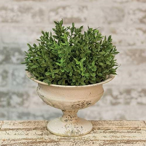 New England Boxwood Half Sphere 6"