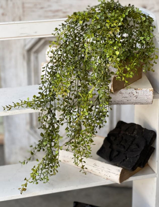 Baby's Grass Hanging Greenery