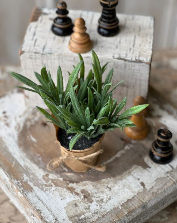 Mini Potted Hare's Ear Plant