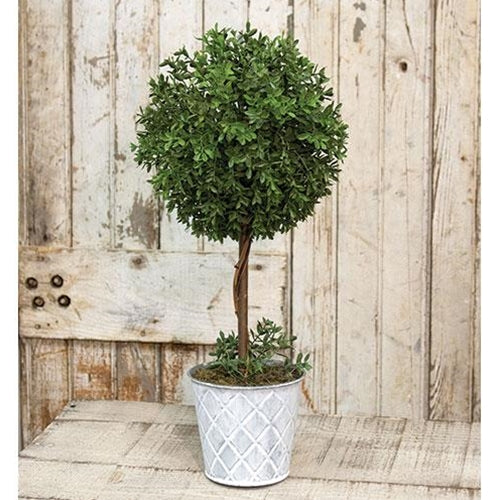 New England Boxwood Topiary 18.25"